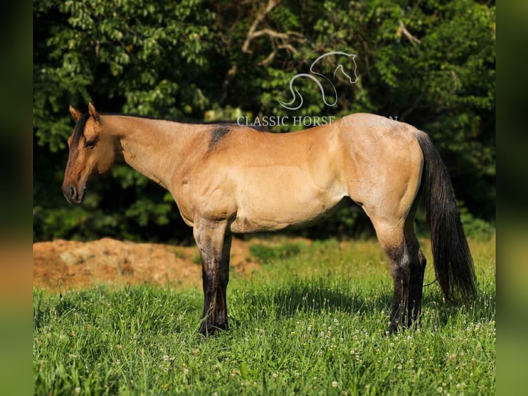 American Quarter Horse Wallach 8 Jahre 152 cm Falbe in Columbia, TN