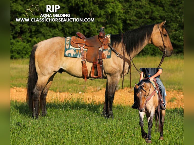 American Quarter Horse Wallach 8 Jahre 152 cm Falbe in Columbia, TN