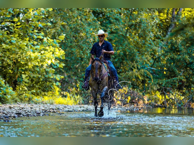 American Quarter Horse Wallach 8 Jahre 152 cm Falbe in Columbia, TN