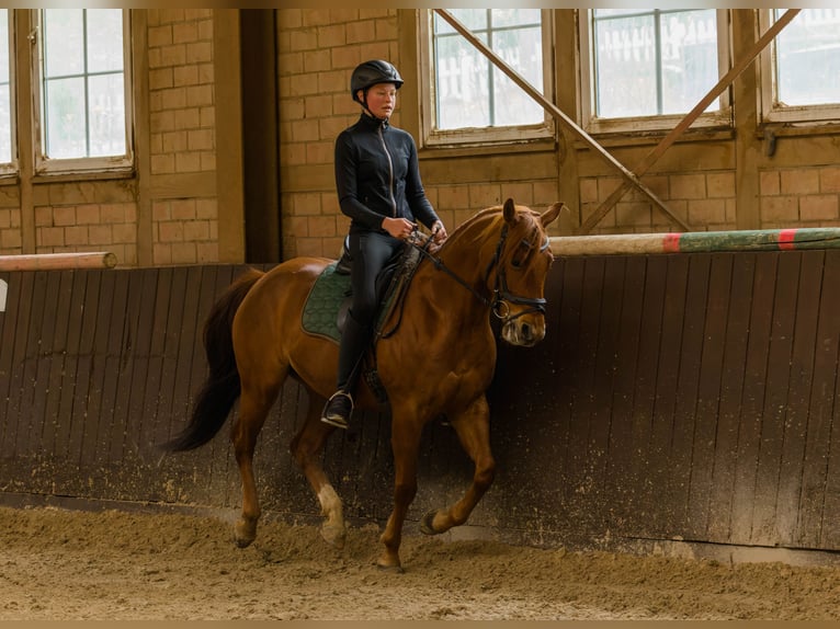 American Quarter Horse Wallach 8 Jahre 152 cm Fuchs in Großalmerode