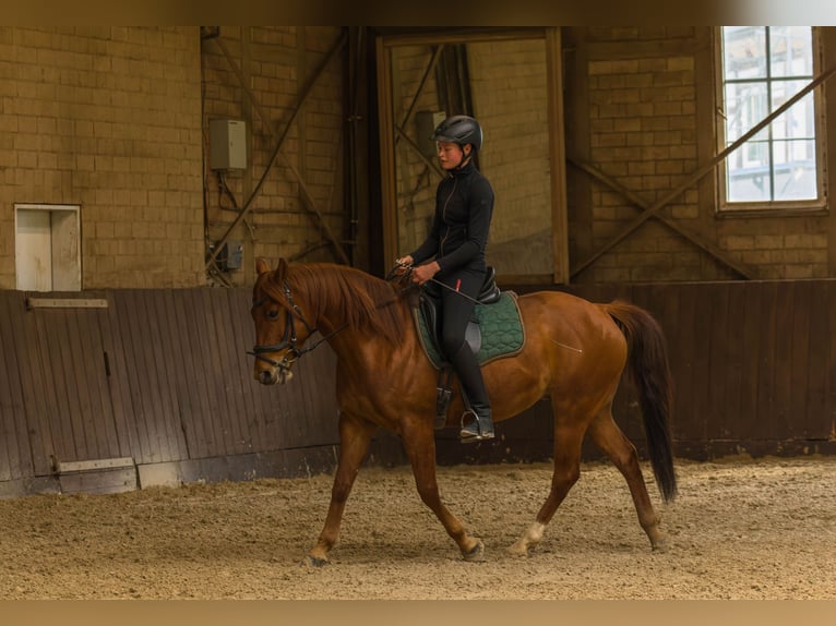 American Quarter Horse Wallach 8 Jahre 152 cm Fuchs in Großalmerode