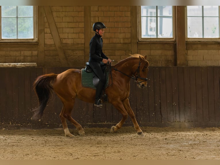 American Quarter Horse Wallach 8 Jahre 152 cm Fuchs in Großalmerode