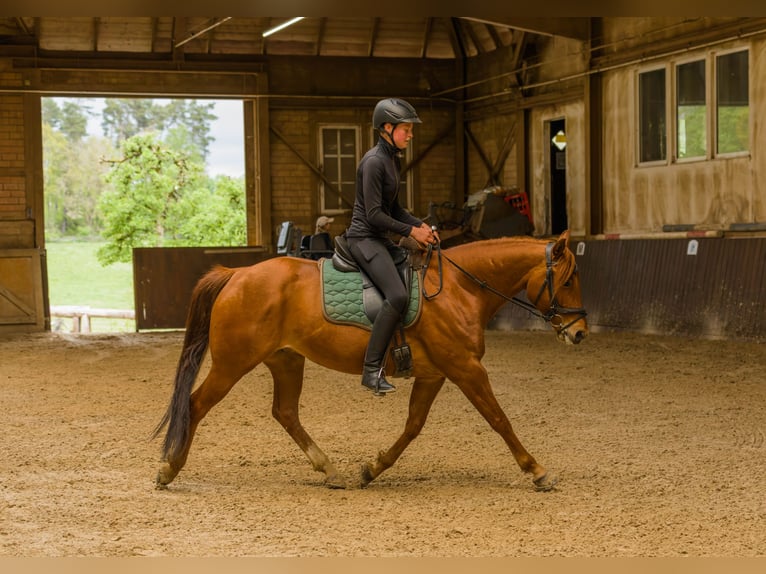 American Quarter Horse Wallach 8 Jahre 152 cm Fuchs in Großalmerode