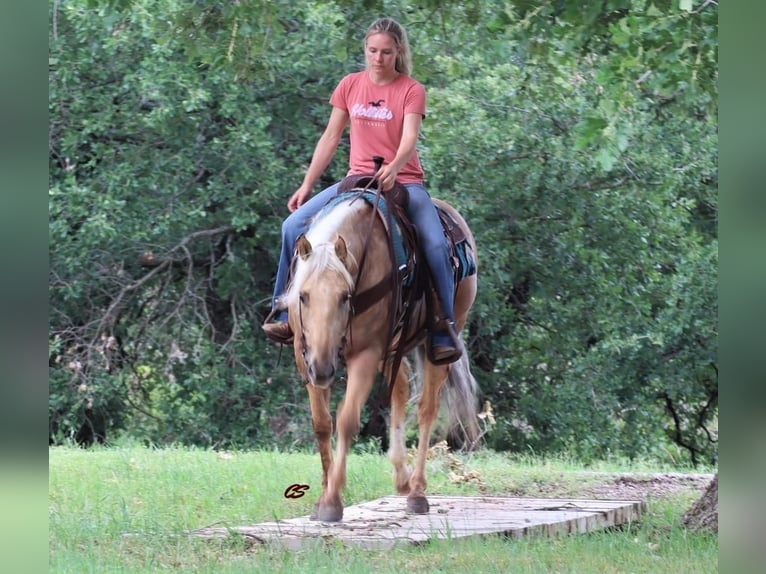 American Quarter Horse Wallach 8 Jahre 152 cm Palomino in Jacksboro, TX