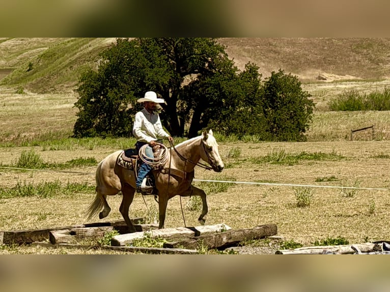 American Quarter Horse Wallach 8 Jahre 152 cm Palomino in Tres Pinos