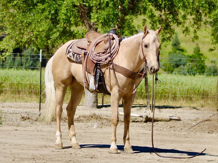 American Quarter Horse Wallach 8 Jahre 152 cm Palomino in Tres Pinos