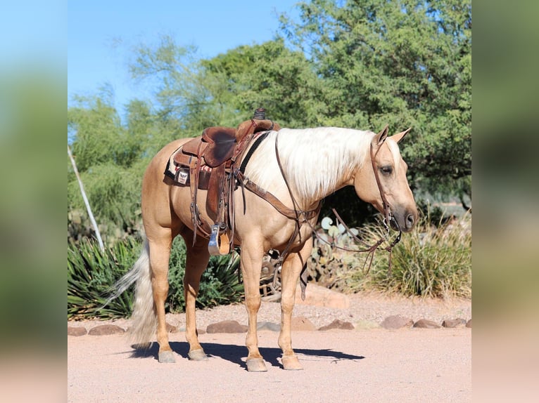 American Quarter Horse Wallach 8 Jahre 152 cm Palomino in Cave Creek