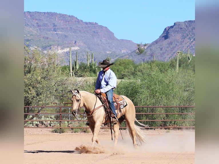 American Quarter Horse Wallach 8 Jahre 152 cm Palomino in Cave Creek