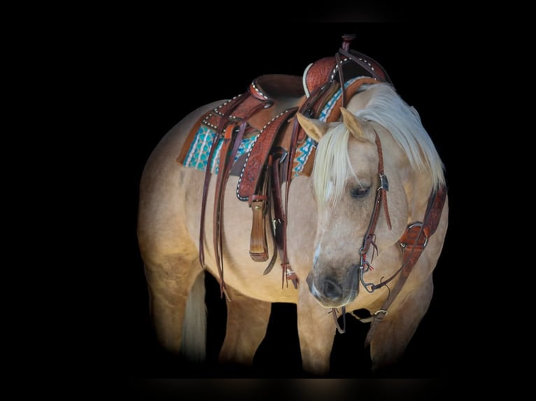 American Quarter Horse Wallach 8 Jahre 152 cm Palomino in Clarion