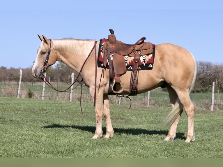 American Quarter Horse Wallach 8 Jahre 152 cm Palomino in Mount Vernon, MO