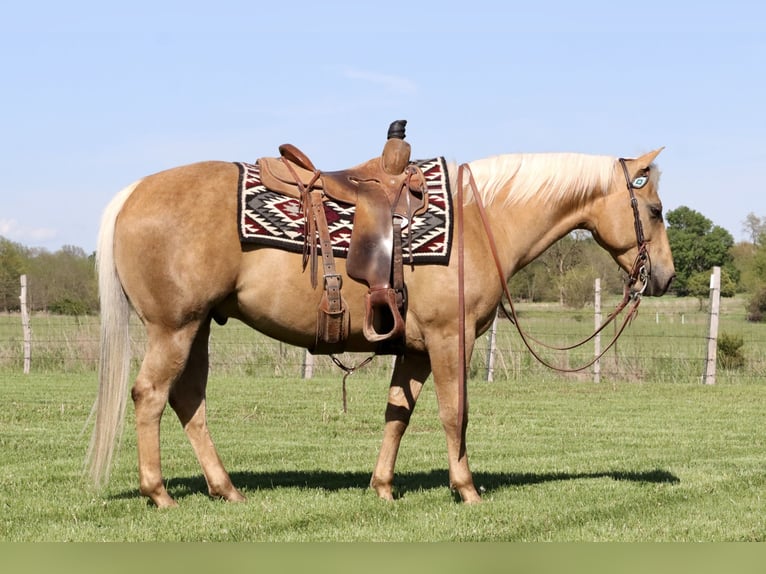 American Quarter Horse Wallach 8 Jahre 152 cm Palomino in Mount Vernon, MO
