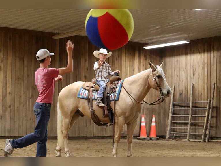 American Quarter Horse Wallach 8 Jahre 152 cm Palomino in Mount Vernon, MO