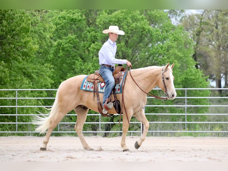 American Quarter Horse Wallach 8 Jahre 152 cm Palomino in Mount Vernon, MO