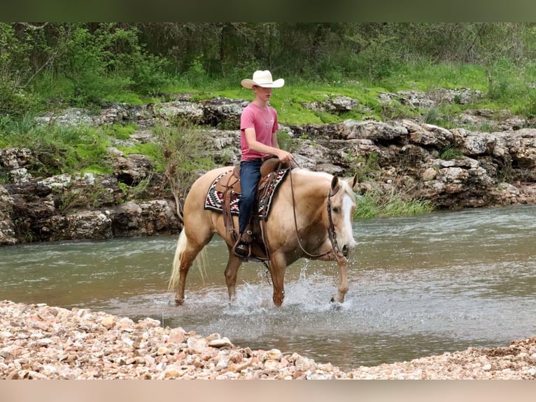 American Quarter Horse Wallach 8 Jahre 152 cm Palomino in Mount Vernon, MO