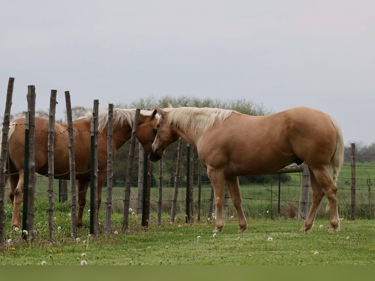 American Quarter Horse Wallach 8 Jahre 152 cm Palomino in Mount Vernon, MO