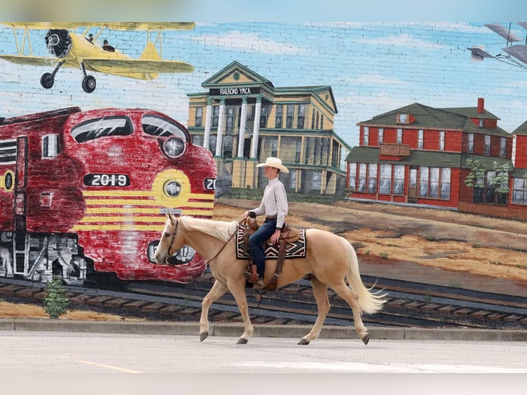 American Quarter Horse Wallach 8 Jahre 152 cm Palomino in Mount Vernon, MO