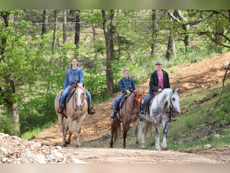 American Quarter Horse Wallach 8 Jahre 152 cm Palomino in Mount Vernon, MO