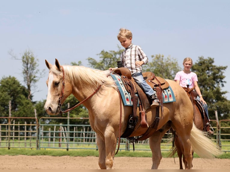 American Quarter Horse Wallach 8 Jahre 152 cm Palomino in Mount Vernon, MO