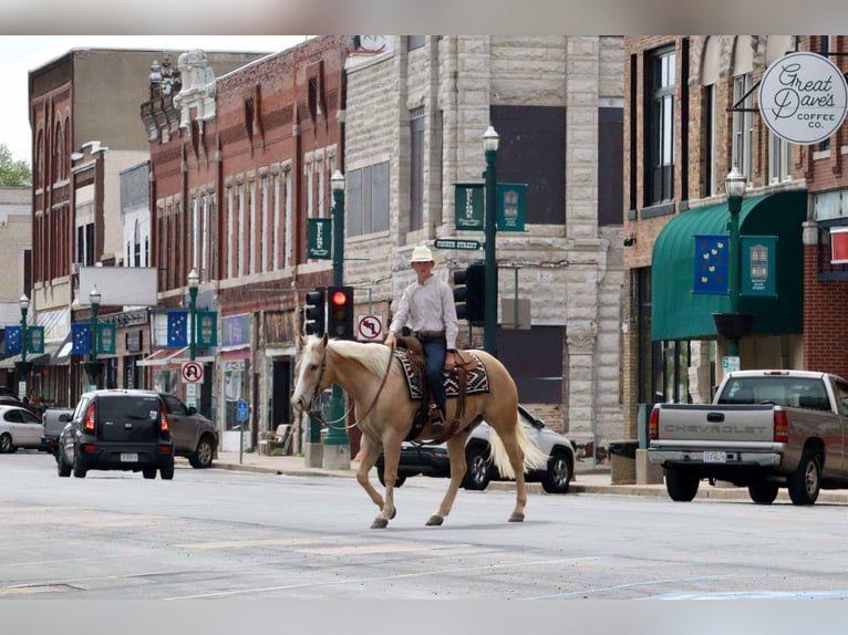 American Quarter Horse Wallach 8 Jahre 152 cm Palomino in Mount Vernon, MO