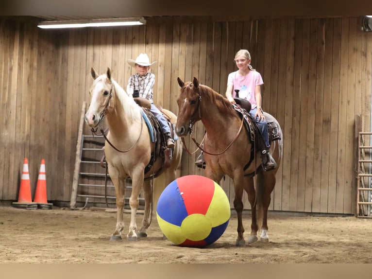 American Quarter Horse Wallach 8 Jahre 152 cm Palomino in Mount Vernon, MO
