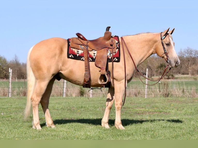 American Quarter Horse Wallach 8 Jahre 152 cm Palomino in Mount Vernon, MO
