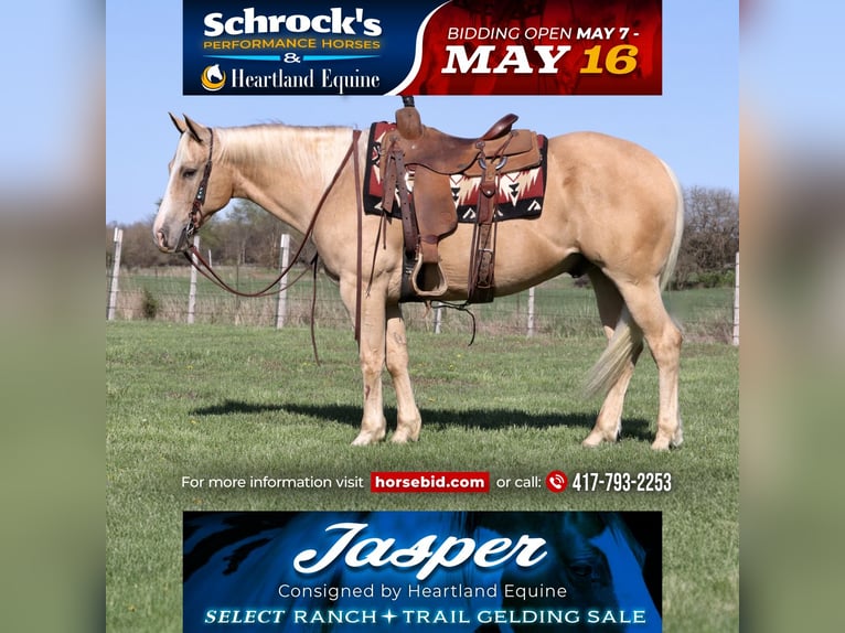 American Quarter Horse Wallach 8 Jahre 152 cm Palomino in Mount Vernon, MO