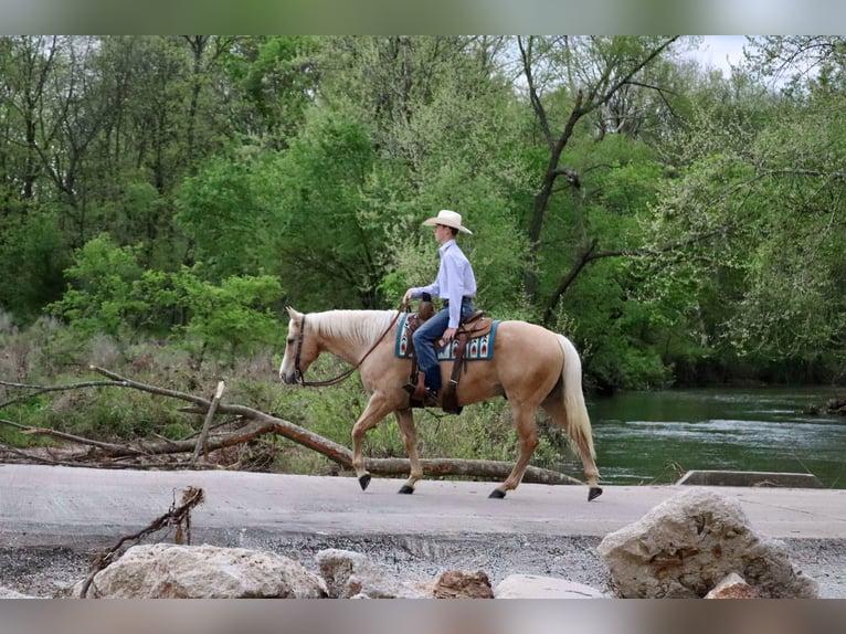 American Quarter Horse Wallach 8 Jahre 152 cm Palomino in Mount Vernon, MO