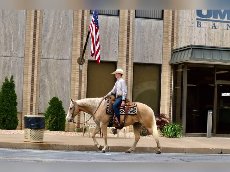 American Quarter Horse Wallach 8 Jahre 152 cm Palomino in Mount Vernon, MO