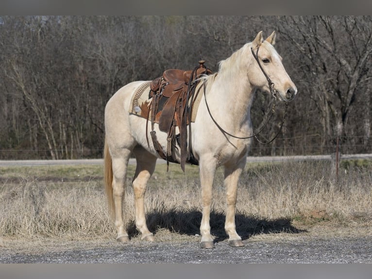 American Quarter Horse Wallach 8 Jahre 152 cm Palomino in Sulphur Springs