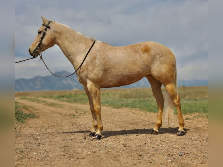 American Quarter Horse Wallach 8 Jahre 152 cm Palomino in Arvada CO