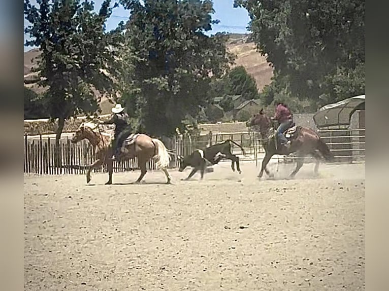 American Quarter Horse Wallach 8 Jahre 152 cm Palomino in King City CA