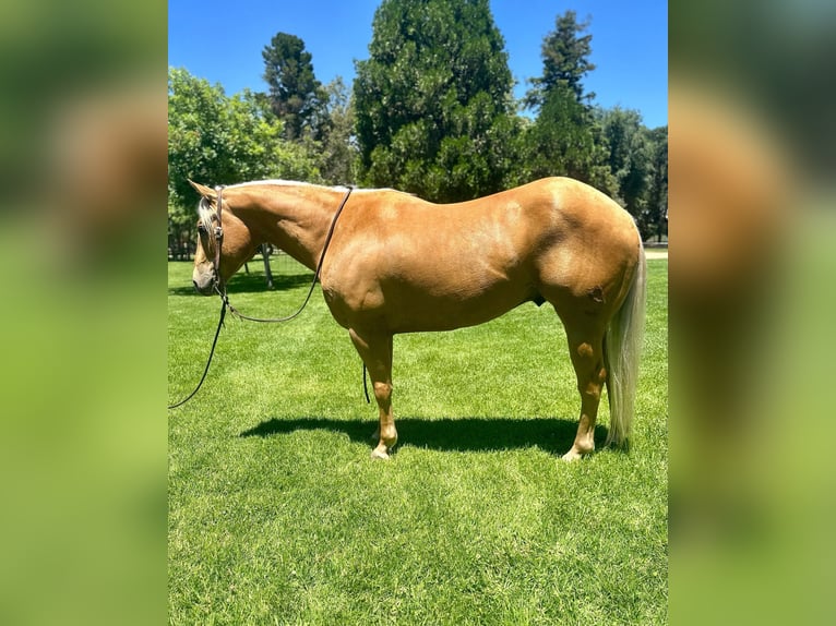 American Quarter Horse Wallach 8 Jahre 152 cm Palomino in King City CA