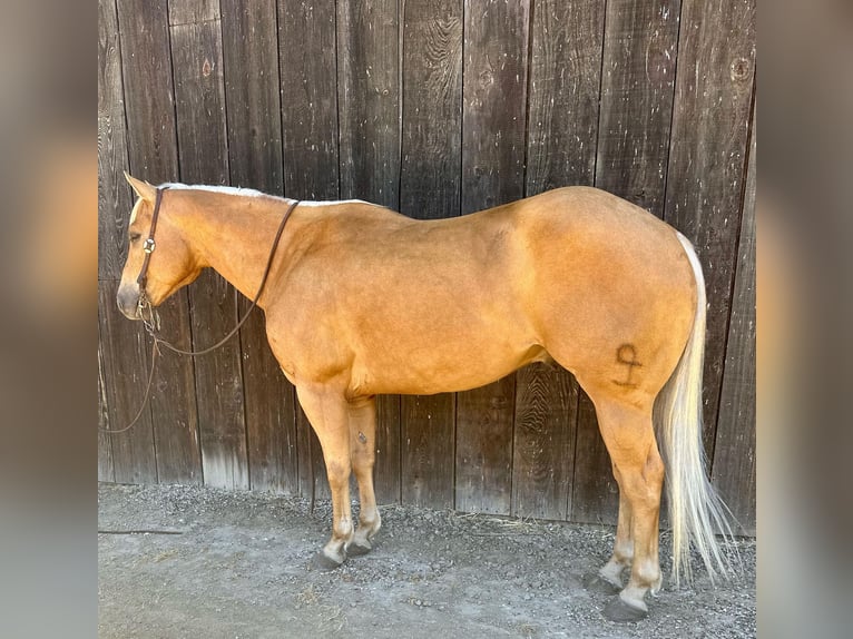 American Quarter Horse Wallach 8 Jahre 152 cm Palomino in King City CA