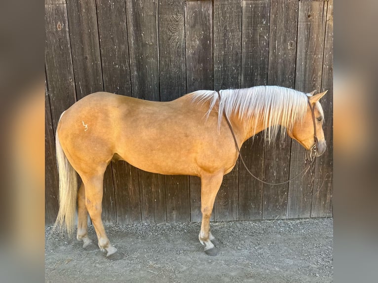 American Quarter Horse Wallach 8 Jahre 152 cm Palomino in King City CA