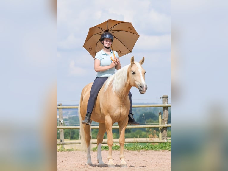American Quarter Horse Wallach 8 Jahre 152 cm Palomino in Bad Wimpfen