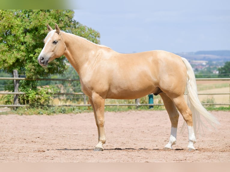 American Quarter Horse Wallach 8 Jahre 152 cm Palomino in Bad Wimpfen