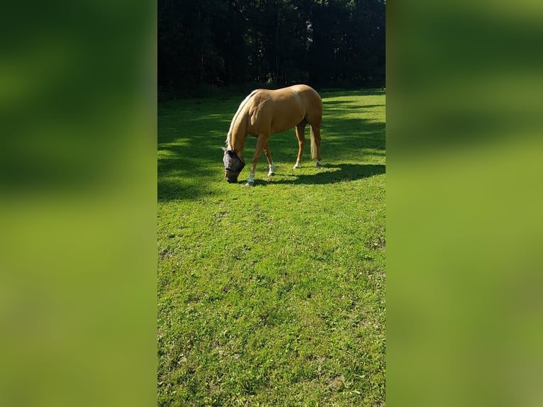 American Quarter Horse Wallach 8 Jahre 152 cm Palomino in Wang