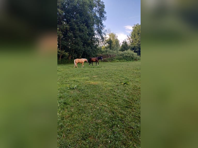 American Quarter Horse Wallach 8 Jahre 152 cm Palomino in Wang