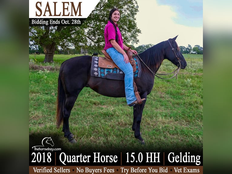 American Quarter Horse Wallach 8 Jahre 152 cm Rappe in Athens, TX
