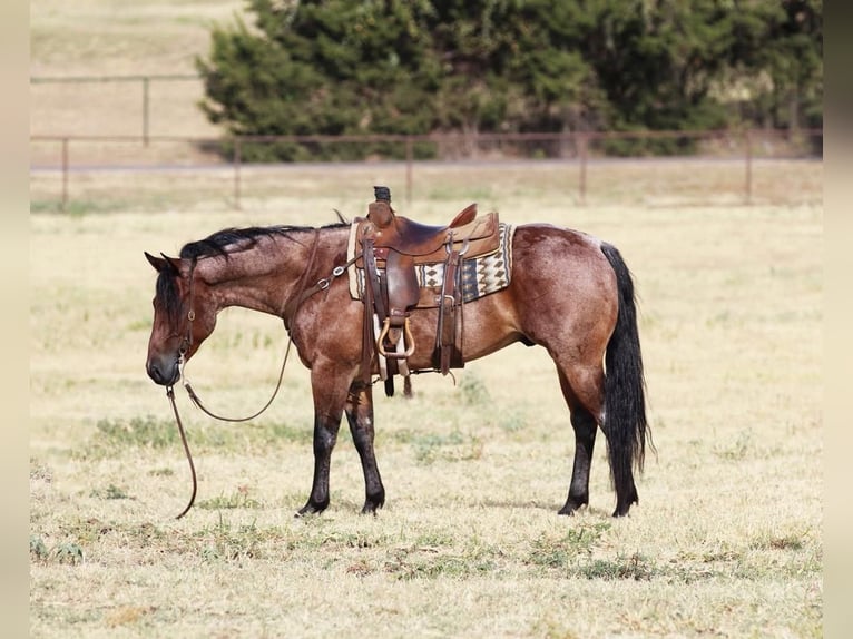American Quarter Horse Wallach 8 Jahre 152 cm Roan-Bay in Joshua, TX