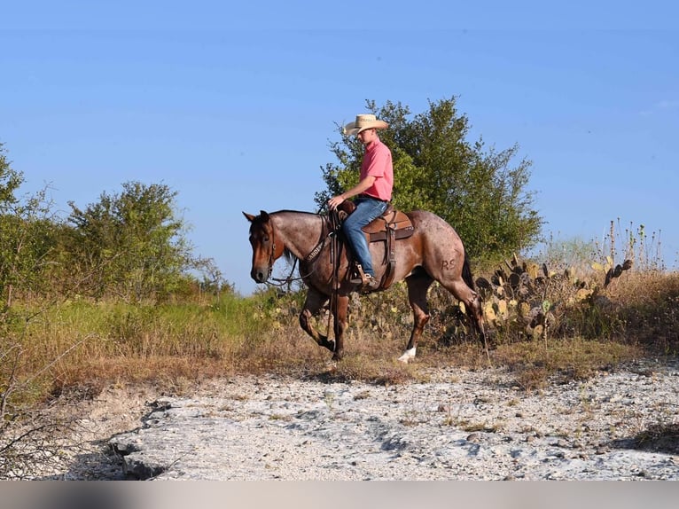 American Quarter Horse Wallach 8 Jahre 152 cm Roan-Bay in Waco, TX