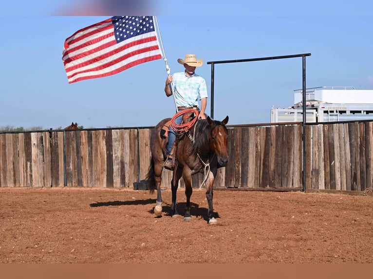 American Quarter Horse Wallach 8 Jahre 152 cm Roan-Bay in Waco, TX