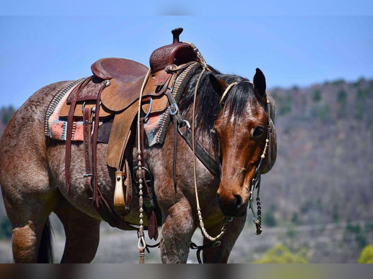American Quarter Horse Wallach 8 Jahre 152 cm Roan-Bay in Rebersburg, PA