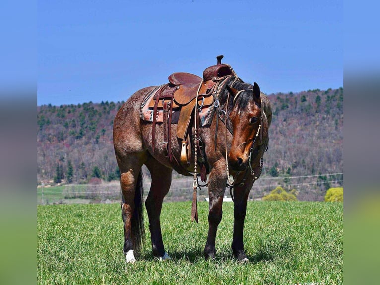 American Quarter Horse Wallach 8 Jahre 152 cm Roan-Bay in Rebersburg, PA