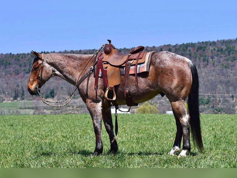 American Quarter Horse Wallach 8 Jahre 152 cm Roan-Bay in Rebersburg, PA