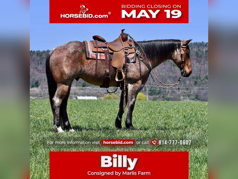 American Quarter Horse Wallach 8 Jahre 152 cm Roan-Bay in Rebersburg, PA