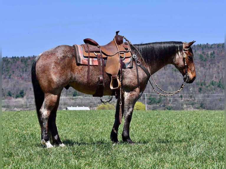American Quarter Horse Wallach 8 Jahre 152 cm Roan-Bay in Rebersburg, PA