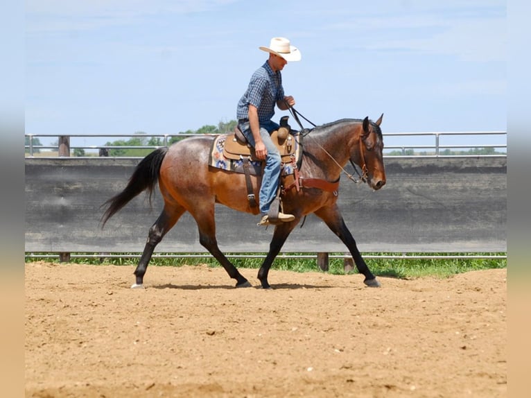 American Quarter Horse Wallach 8 Jahre 152 cm Roan-Bay in LAMOTTE ia