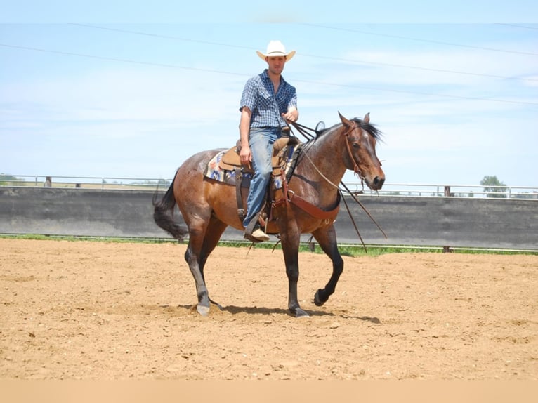 American Quarter Horse Wallach 8 Jahre 152 cm Roan-Bay in LAMOTTE ia