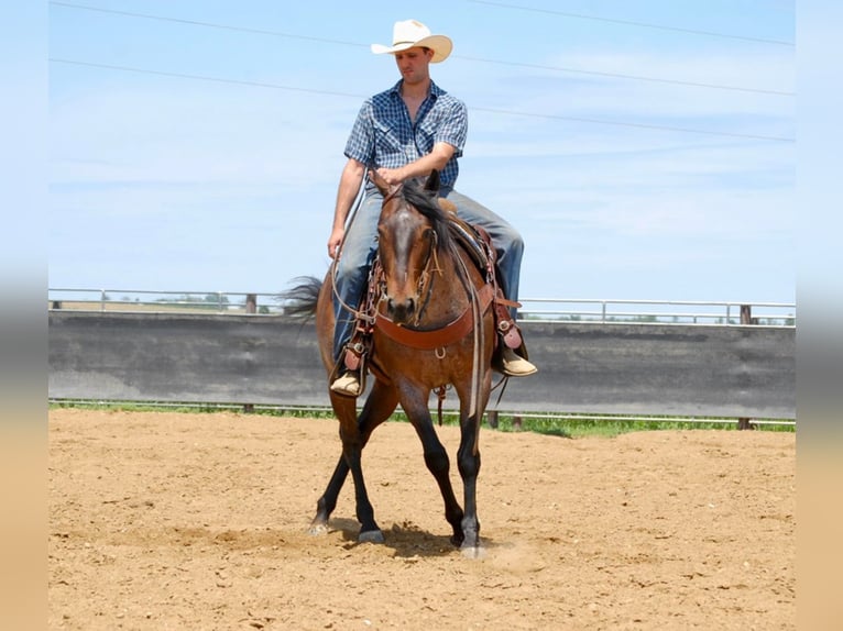 American Quarter Horse Wallach 8 Jahre 152 cm Roan-Bay in LAMOTTE ia